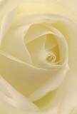 Immerse yourself in the heart of a cream-white rose as if you were cocooned within its petals, crafted by seasoned florists in Tolworth. The spiral unfurling of each layer invites both wonder and a quiet sense of peace, the soft texture conjuring the sensation of dew-dusted mornings on quiet Tolworth streets. Gentle shadows fall between the folds, giving the rose an illusion of gentle movement and understated drama. The light lingers with delicate luminosity, painting each petal in hues of ivory and the palest yellow, bringing a hushed sense of reverence. Florists here often select such roses as pure symbols of admiration, tenderness, or solace during moments of transition-be it a heartfelt sympathy gesture or the marking of a new path. Imagine the subtle, sweet fragrance rising softly in the air, barely perceptible yet firmly present. In this intimate composition, the rose is more than a flower; it is an object of heartfelt meaning and expert craftsmanship, echoing the artful tradition Tolworth Florist has brought to the community for generations.